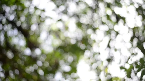 Green bokeh background Stock Footage 77596266