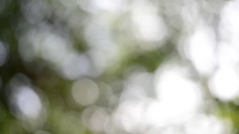 Green bokeh background Stock Footage