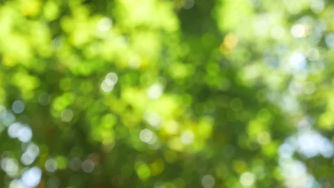 Green bokeh background. Stock Footage 96979925