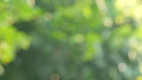 Green bokeh background Stock Footage 101479717