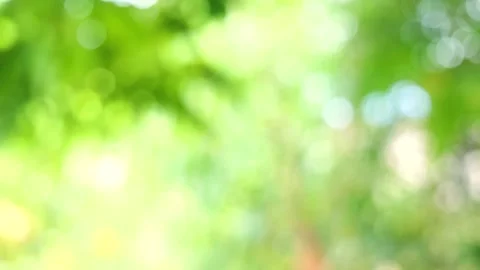 Green bokeh background, leave blur background Stock Footage 155619234