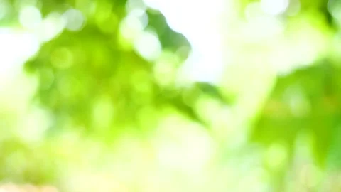 Green bokeh background, leave blur background Stock Footage 155619238