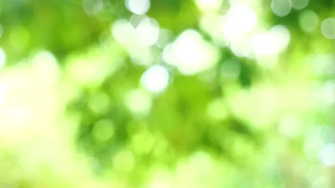 Green bokeh background, leave blur background Stock Footage 155619239