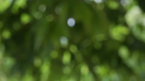 Green bokeh background, leave blur background Stock Footage 155619246