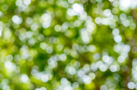 Green bokeh defocus art abtracts background from trees Stock Photos
