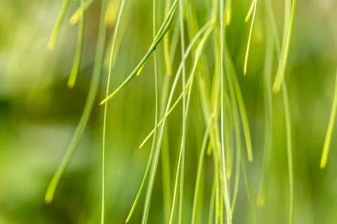 Green bokeh of grass stems Stock Photos