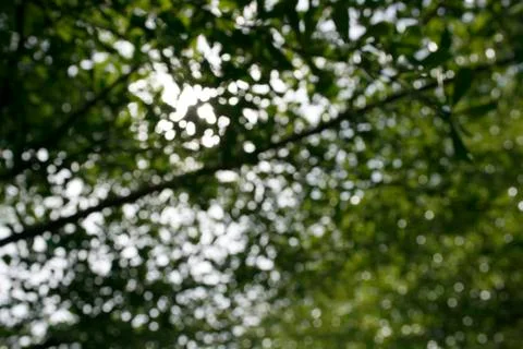 Green bokeh Stock Photos
