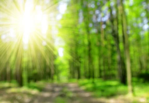 Green bokeh in the spring forest Stock Photos