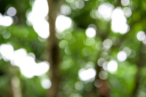 Green bokeh from tree 写真素材