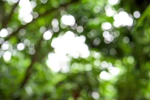 Green bokeh from tree Stock-Fotos