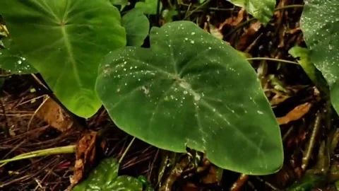 The green bon leaves Stock Footage 164940862