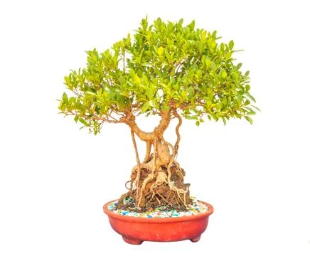 Green Bonsai Stock Photos
