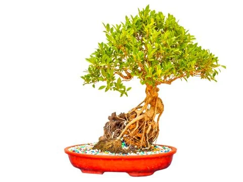 Green Bonsai Stock Photos