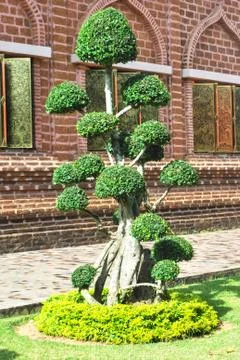 Green bonsai tree Stock-Fotos