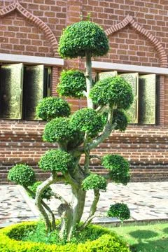 Green bonsai tree Stock Photos