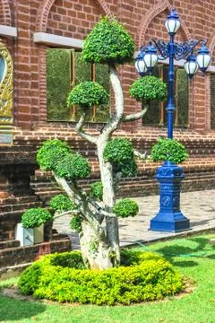 Green bonsai tree Stock-Fotos