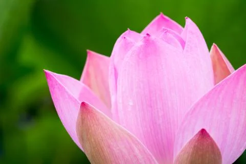 Green bonsai tree with trees in the background Фото