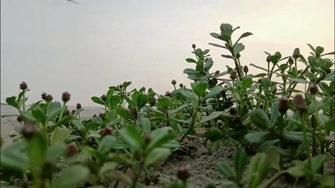 Green Botanical Shoots Sprouting From Ground Sand 库存影片 337679625