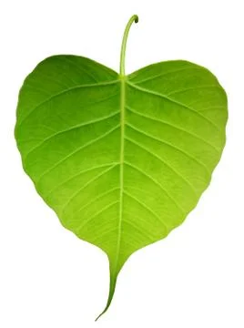 Green bothi leaf (Pho leaf, bo leaf) isolated on white background. Stock Photos