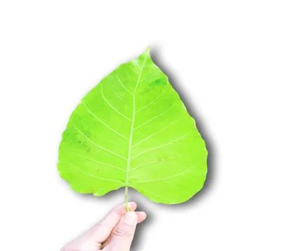 Green bothi leaf (Pho leaf, bo leaf) isolated on white background. Stock Photos
