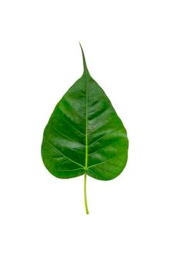 Green bothi leaf (Pho leaf, bo leaf) isolated on white background Stock Photos