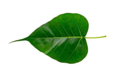 Green bothi leaf (Pho leaf, bo leaf) isolated on white background Stock Photos