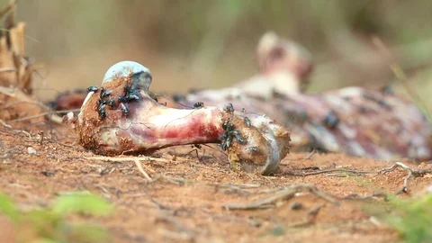 Green bottle flies feeding on some rotten meat Stock Footage 86509355