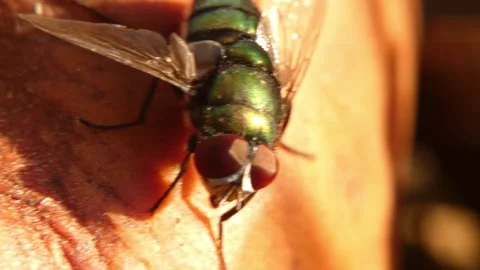 Green bottle fly crawling on rotting apple surface Stock Footage 335959527