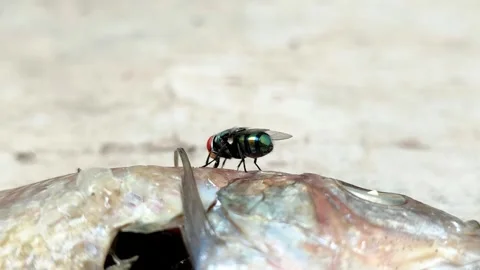 Green bottle fly, green fly or common green bottle fly (Lucilia sericata) Stock Footage 321580194