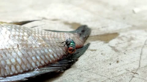 Green bottle fly, green fly or common green bottle fly (Lucilia sericata) Stock Footage 321580197