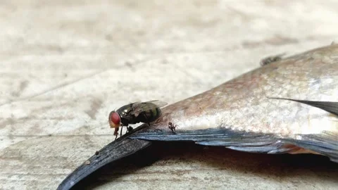 Green bottle fly, green fly or common green bottle fly (Lucilia sericata) Stock Footage 321580209