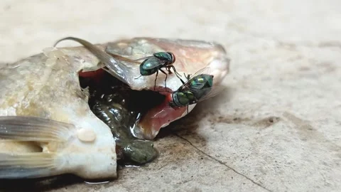 Green bottle fly, green fly or common green bottle fly (Lucilia sericata) Stock Footage 321580236