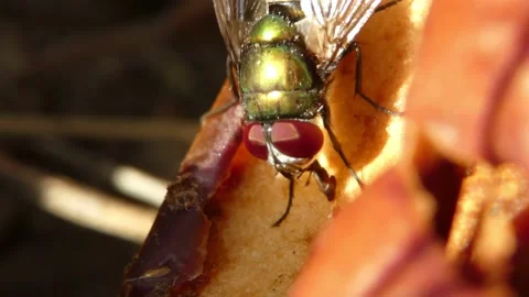 Green bottle fly insect eating the fruit of a spoiled apple close-up Stock Footage 171011023