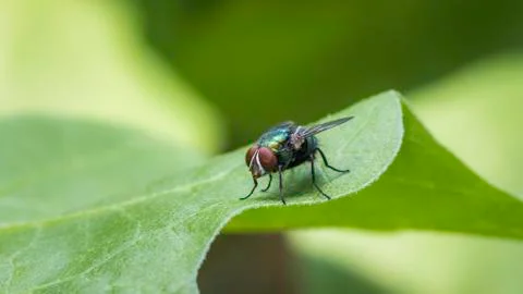 Green bottle fly on a leaf macro photograph Stock Photos