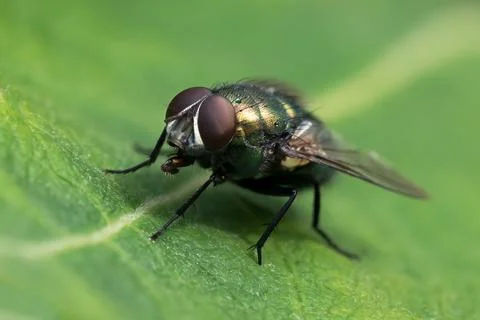 Green bottle fly on leaf Stock Photos