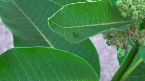 Green Bottle Fly on Milkweed Leaf Blowing in Gentle Wind Stock Footage 345007341