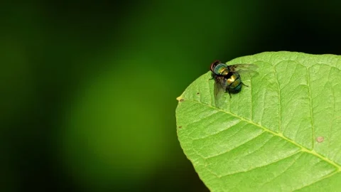 Green bottle fly perching on leaf Stock Footage 345111428