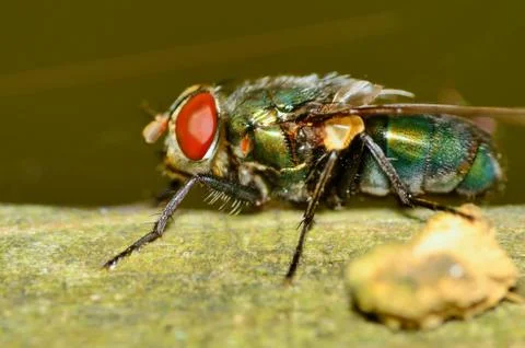 Green bottle fly Stock Photos