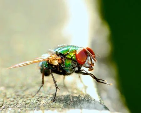 Green bottle fly Stock Photos