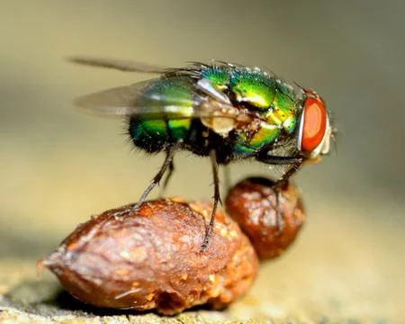 Green bottle fly Stock Photos