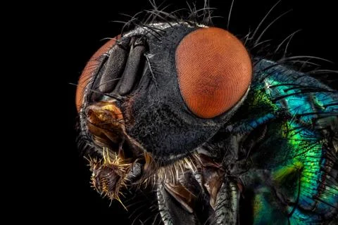 Green Bottle Fly Stock Photos