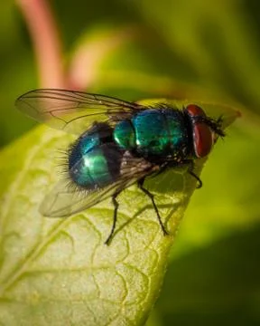 Green bottle fly Stock Photos