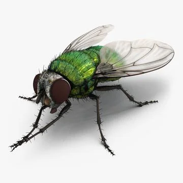 Green Bottle Fly Pose 2 3D Model