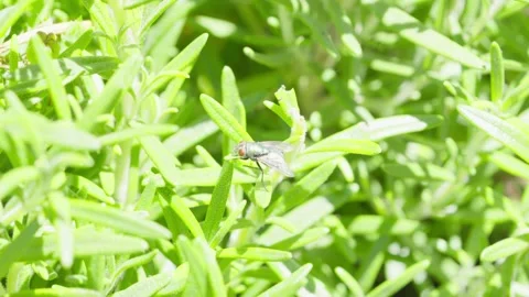 Green Bottle Fly Resting on Fresh Herb Leaves Stock Footage 329165705