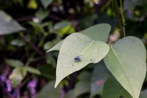 Green Bottle Fly Resting on a Leaf in a Lush Green Environment Stock Photos