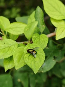 Green Bottle Fly Sitting on a Leaf, Macro Close-up 写真素材