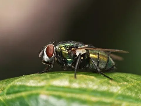 Green Bottle fly on vegetation Stock Photos