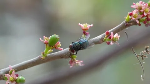 Green Bottle Fly Visiting a Flowering Plum Branch Stock Footage 347994401