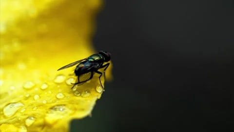Green bottle fly on yellow flower with water drops Stock Footage 340775600