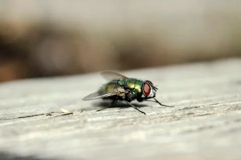 Green Bottle Foto stock